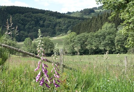 Das Irsental Das Irsental