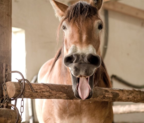 Nengshof-7332 Nengshof-7332