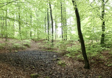 Buchenwald, © Oliver Gaab Buchenwald, © Oliver Gaab