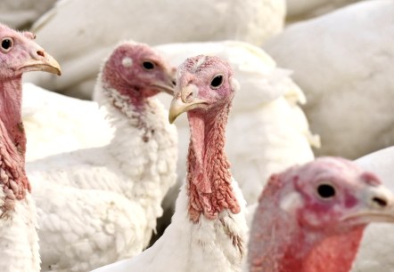 Puter, © Pixabay Puter, © Pixabay