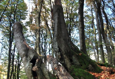 Rotbuchen, © Oliver Gaab Rotbuchen, © Oliver Gaab