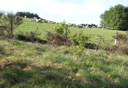Eifelschafe, © V. Teuschler Eifelschafe, © V. Teuschler