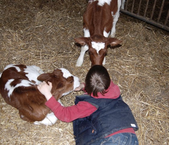 ...mit Kälbchen kuscheln ...mit Kälbchen kuscheln