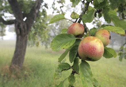 Streuobst , © Naturpark Südeifel/Charly Schleder Streuobst , © Naturpark Südeifel/Charly Schleder