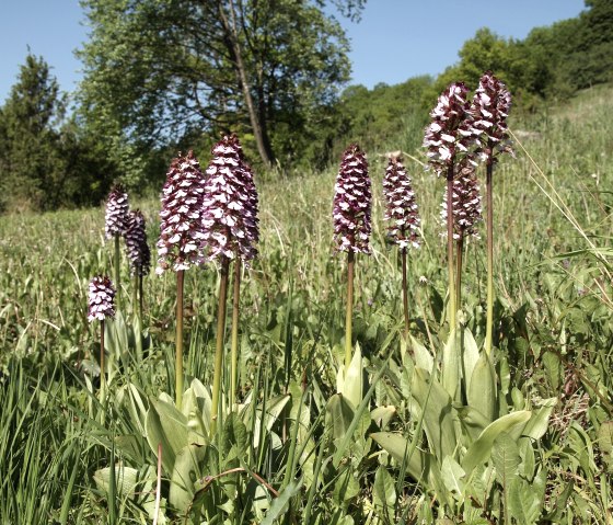 Purpur-Knabenkraut (Orchis purpurea), © Günter Müller Purpur-Knabenkraut (Orchis purpurea), © Günter Müller