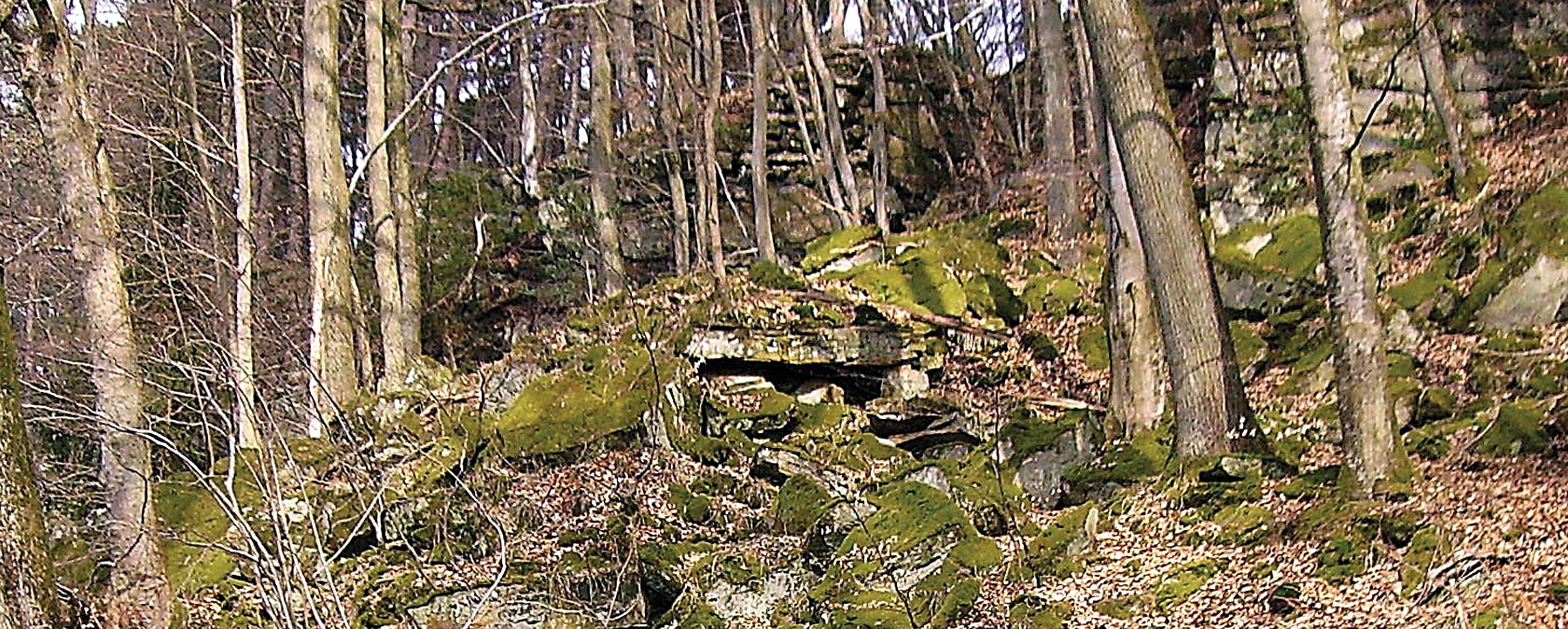 Moosbedeckte Sandsteinstufen führen durch einen Wald mit kahlen Bäumen und Laub am Boden. Moosbedeckte Sandsteinstufen führen durch einen Wald mit kahlen Bäumen und Laub am Boden.