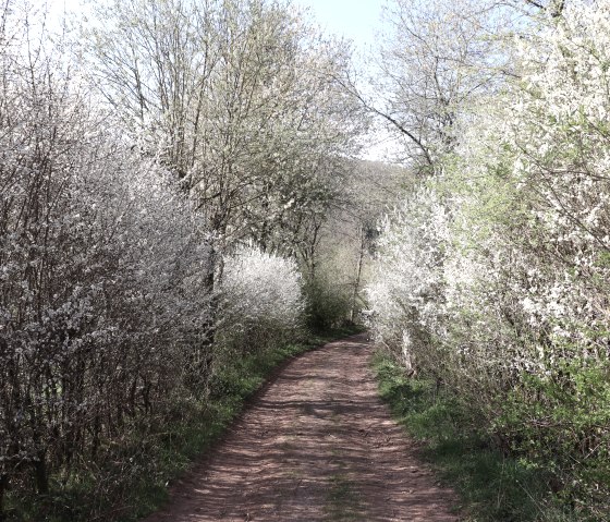 Hiking trail 100, © Tourist-Info Islek Hiking trail 100, © Tourist-Info Islek