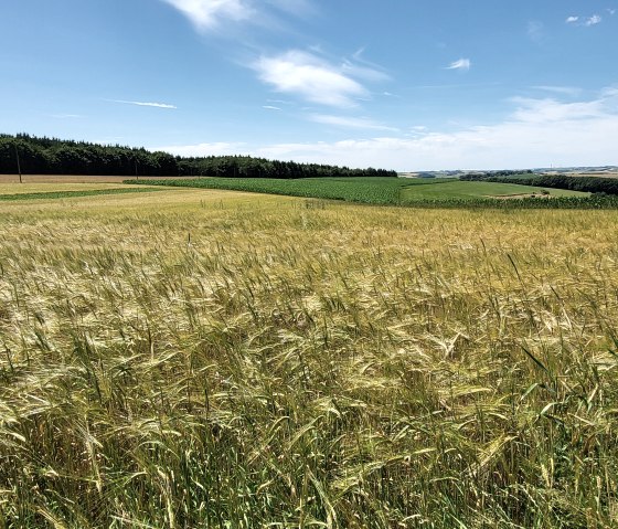 Goldgelbes Getreidefeld im Sommer am Wanderweg Nr. 90, © Tourist-Information Islek Goldgelbes Getreidefeld im Sommer am Wanderweg Nr. 90, © Tourist-Information Islek