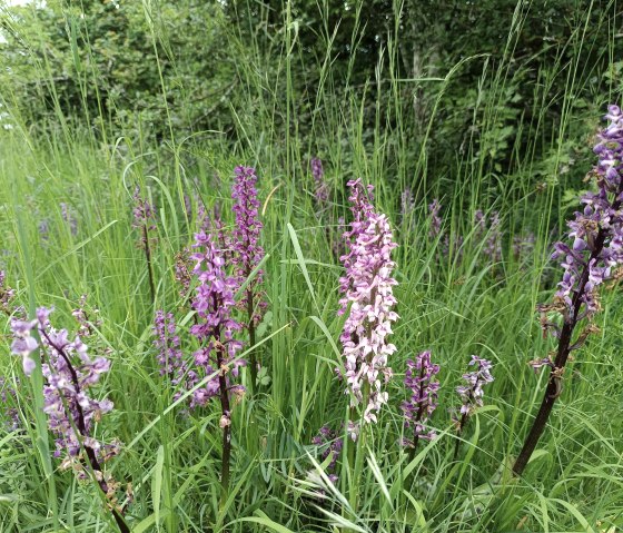 Orchidee, © TI Bitburger Land Orchidee, © TI Bitburger Land