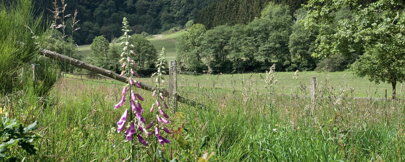 Das Irsental, © V. Teuschler Das Irsental, © V. Teuschler