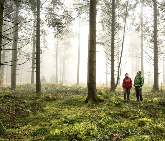 Mystical forest on the Schneifel moorland trail, © Eifel Tourismus GmbH, Dominik Ketz Mystical forest on the Schneifel moorland trail, © Eifel Tourismus GmbH, Dominik Ketz