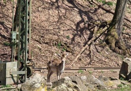Zoo03, © Eifel-Zoo, Wallpott Zoo03, © Eifel-Zoo, Wallpott