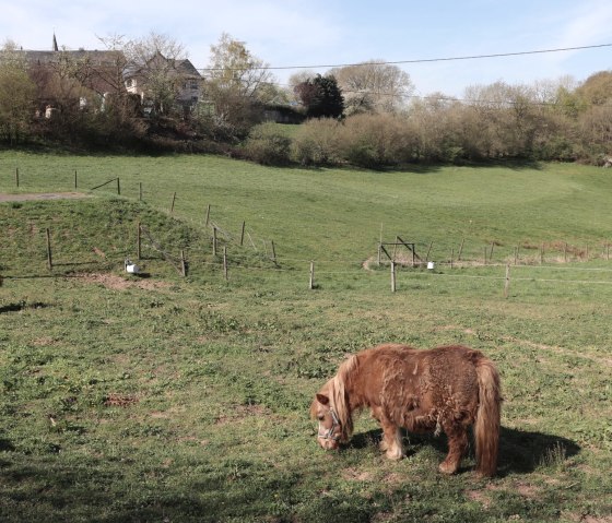 Horses near Lauperath, © Tourist-Info Islek, Ingrid Wirtzfeld Horses near Lauperath, © Tourist-Info Islek, Ingrid Wirtzfeld