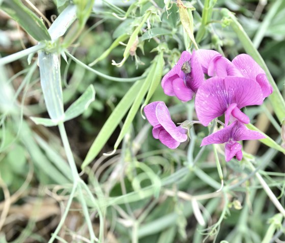 Pinke Blume mit grünen Blättern im Naturpark Südeifel, umgeben von dichtem Blattwerk., © TI Bitburger Land Pinke Blume mit grünen Blättern im Naturpark Südeifel, umgeben von dichtem Blattwerk., © TI Bitburger Land