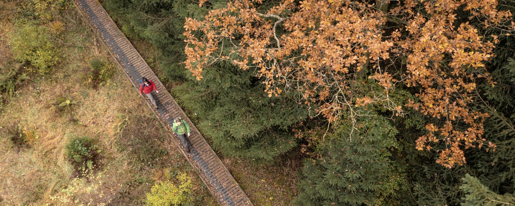 Hikers on a footbridge on the Schneifel moorland trail in the fall, © Eifel Tourismus GmbH, Dominik Ketz Hikers on a footbridge on the Schneifel moorland trail in the fall, © Eifel Tourismus GmbH, Dominik Ketz