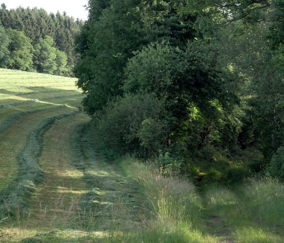 Weg in den Wald, © V. Teuschler Weg in den Wald, © V. Teuschler