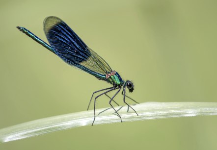 Gebänderte Prachtlibelle, © Naturpark Südeifel/Thomas Kirchen Gebänderte Prachtlibelle, © Naturpark Südeifel/Thomas Kirchen
