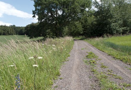 Ein Feldweg am Waldrand mit hohen Gräsern und Wildblumen, blauer Himmel und weiße Wolken., © V. Teuschler Ein Feldweg am Waldrand mit hohen Gräsern und Wildblumen, blauer Himmel und weiße Wolken., © V. Teuschler