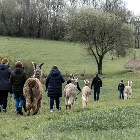 Verena Kauth - Alpakawanderung, © Verena Kauth Verena Kauth - Alpakawanderung, © Verena Kauth