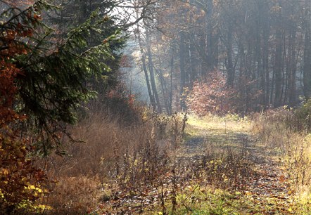 Herbst im Grimbachtal, © V. Teuschler Herbst im Grimbachtal, © V. Teuschler