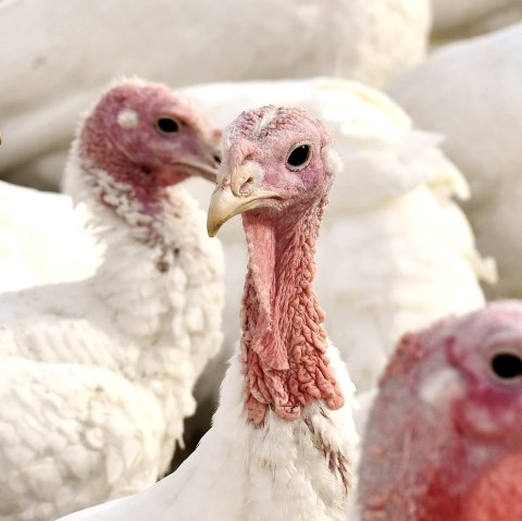 Puter, © Pixabay Puter, © Pixabay