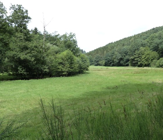 Stream meadow on the Irsen, © Tourist-Information Islek Stream meadow on the Irsen, © Tourist-Information Islek