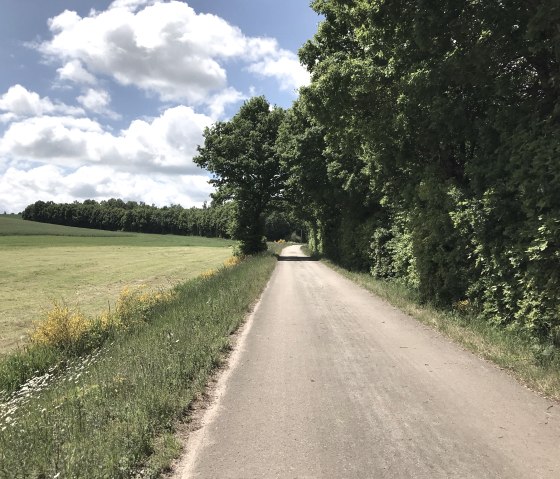 Ein ländlicher Weg mit blühendem Ginster und Bäumen, umgeben von Feldern unter einem blauen Himmel mit weißen Wolken., © Eifel Tourismus GmbH Ein ländlicher Weg mit blühendem Ginster und Bäumen, umgeben von Feldern unter einem blauen Himmel mit weißen Wolken., © Eifel Tourismus GmbH
