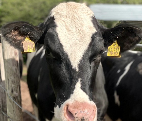 Tierische Begegnungen, © Felsenland Südeifel Tourismus, Anna Carina Krebs Tierische Begegnungen, © Felsenland Südeifel Tourismus, Anna Carina Krebs