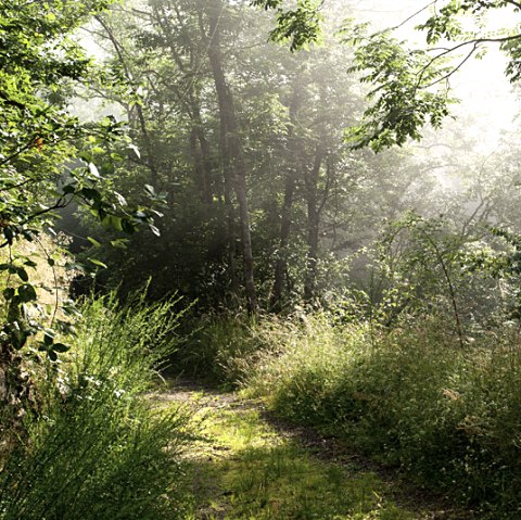 A narrow forest path leads through dense, green foliage. Sunlight falls through the trees and creates a peaceful atmosphere., © V. Teuschler A narrow forest path leads through dense, green foliage. Sunlight falls through the trees and creates a peaceful atmosphere., © V. Teuschler