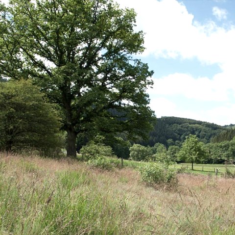 Green meadows and trees in the Eifel valley under a blue sky with white clouds., © V. Teuschler Green meadows and trees in the Eifel valley under a blue sky with white clouds., © V. Teuschler