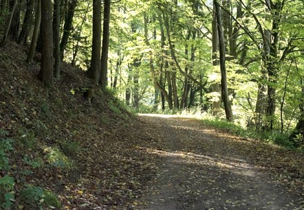 Ein schattiger Waldweg im Nusbaumer Hardt, gesäumt von hohen Bäumen und beleuchtet von Sonnenstrahlen, die durch das Blätterdach fallen., © V. Teuschler Ein schattiger Waldweg im Nusbaumer Hardt, gesäumt von hohen Bäumen und beleuchtet von Sonnenstrahlen, die durch das Blätterdach fallen., © V. Teuschler