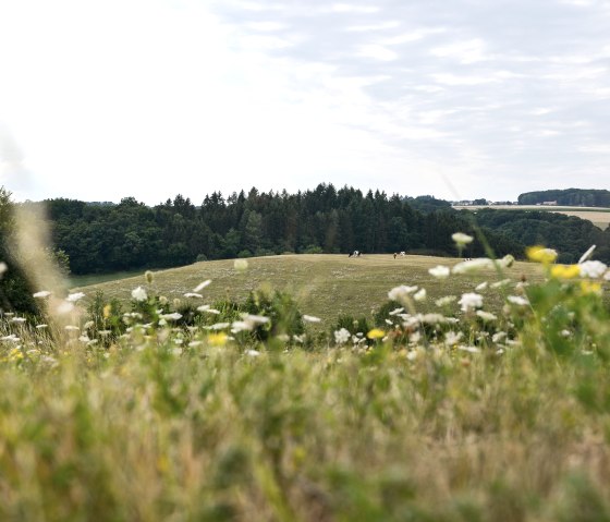 Flower meadow in the foreground, meadows and woods behind. Cows graze in the pasture, the sky is cloudy. Beautiful view on the Bitburger LandGang., © TI Bitburger Land Flower meadow in the foreground, meadows and woods behind. Cows graze in the pasture, the sky is cloudy. Beautiful view on the Bitburger LandGang., © TI Bitburger Land