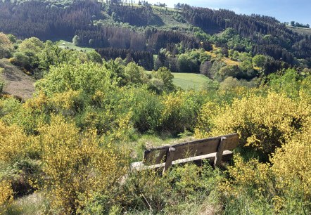 Ginsterblüte im Irsental, © Tourist-Information Islek, Ingrid Wirtzfeld Ginsterblüte im Irsental, © Tourist-Information Islek, Ingrid Wirtzfeld