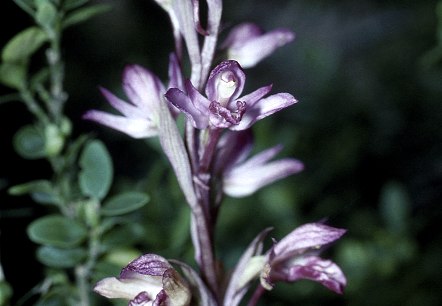 Dingelorchis, © Werner Becker Dingelorchis, © Werner Becker