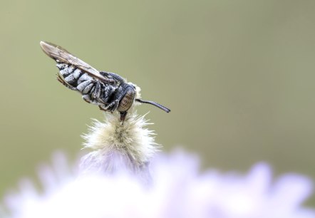 Die Schuppige Kegelbiene (Coelioxys afra) klammert sich zum Schlafen fest an die Pflanze., © Naturpark Südeifel/Thomas Kirchen Die Schuppige Kegelbiene (Coelioxys afra) klammert sich zum Schlafen fest an die Pflanze., © Naturpark Südeifel/Thomas Kirchen