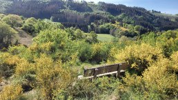 Ginsterblüte im Irsental, © Tourist-Information Islek, Ingrid Wirtzfeld Ginsterblüte im Irsental, © Tourist-Information Islek, Ingrid Wirtzfeld
