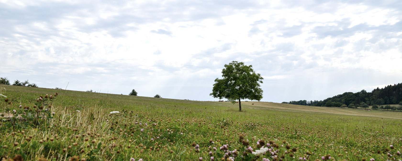 Ein einzelner Baum steht auf einer blühenden Wiese unter einem bewölkten Himmel. Im Vordergrund sind Blumen zu sehen., © TI Bitburger Land Ein einzelner Baum steht auf einer blühenden Wiese unter einem bewölkten Himmel. Im Vordergrund sind Blumen zu sehen., © TI Bitburger Land