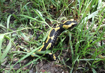Leuchtend-gelb gefleckt: Der Feuersalamander ist an seinem Muster gut zu erkennen., © Naturpark Südeifel/Indra Schaperdoth Leuchtend-gelb gefleckt: Der Feuersalamander ist an seinem Muster gut zu erkennen., © Naturpark Südeifel/Indra Schaperdoth