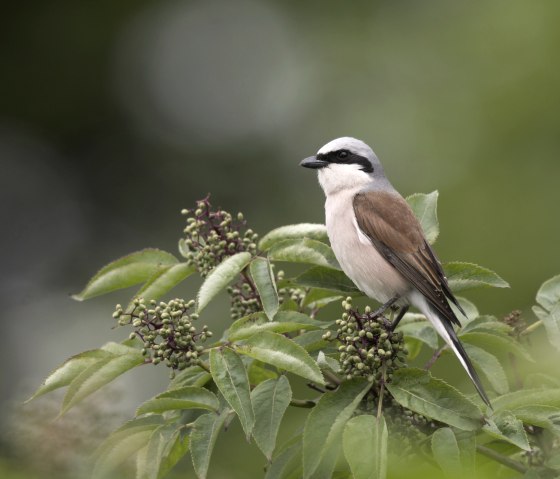 Neuntöter, © Naturpark Südeifel/Horst Jegen Neuntöter, © Naturpark Südeifel/Horst Jegen