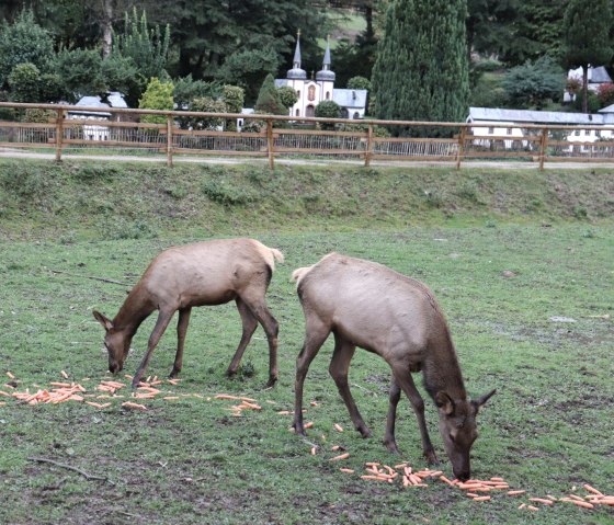 Davidshirsche, © Tourist-Info Islek, Ingrid Wirtzfeld Davidshirsche, © Tourist-Info Islek, Ingrid Wirtzfeld