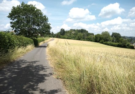 Komfort-Weg Daleiden, © Naturpark Südeifel/Indra Schaperdoth Komfort-Weg Daleiden, © Naturpark Südeifel/Indra Schaperdoth