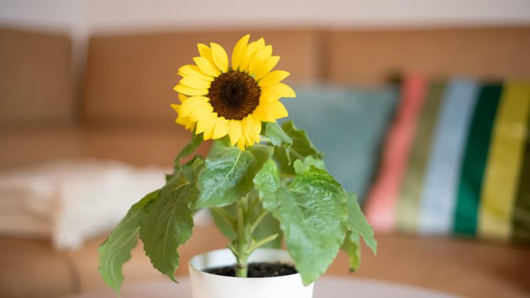 Un tournesol dans un pot blanc est posé sur une table. En arrière-plan, un canapé beige et des coussins colorés sont visibles.