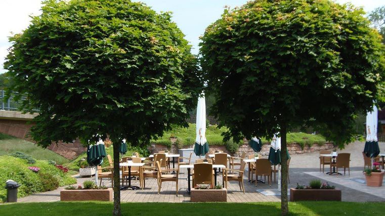 Un espace extérieur confortable avec deux grands arbres ronds. En arrière-plan, des tables et des chaises pour les invités sous des parasols.