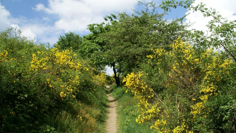 Un chemin étroit, entouré de fleurs jaunes colorées et de buissons verts. Le ciel est bleu avec quelques nuages blancs.