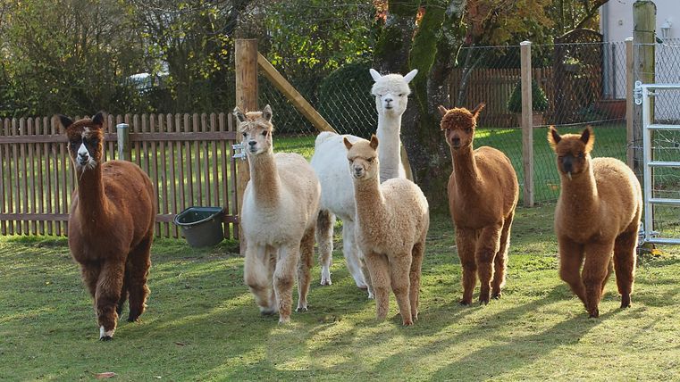 Een groep alpaca's staat op een weiland. Ze zijn in verschillende kleuren en maten te zien.