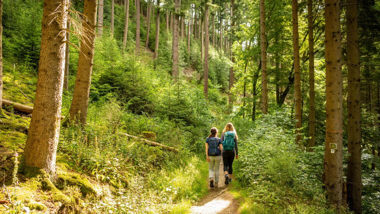 Zwei Personen wandern auf einem schmalen Weg durch einen grünen Wald. Die Bäume sind hoch und die Sonne scheint durch das Blätterdach.