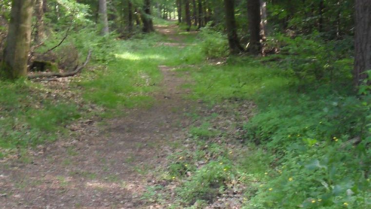 Un sentier forestier étroit, entouré d'arbres. Le sol est recouvert d'herbe verte et de feuillage.