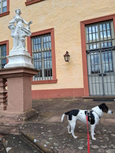 Un chien au pelage noir et blanc se tient à côté d'une statue devant un bâtiment. La statue représente une figure élégante et l'arrière-plan est orné de fenêtres et d'un mur décoré.