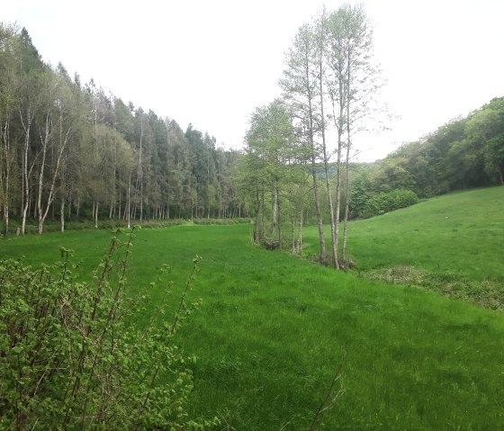 Lush floodplain meadows, © Felsenland Südeifel Tourismus, Natalie Mainz