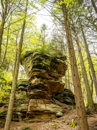 Ein großer, markanter Sandsteinfelsen im Wald, umgeben von hohen Bäumen und frischem Frühlingslaub.
